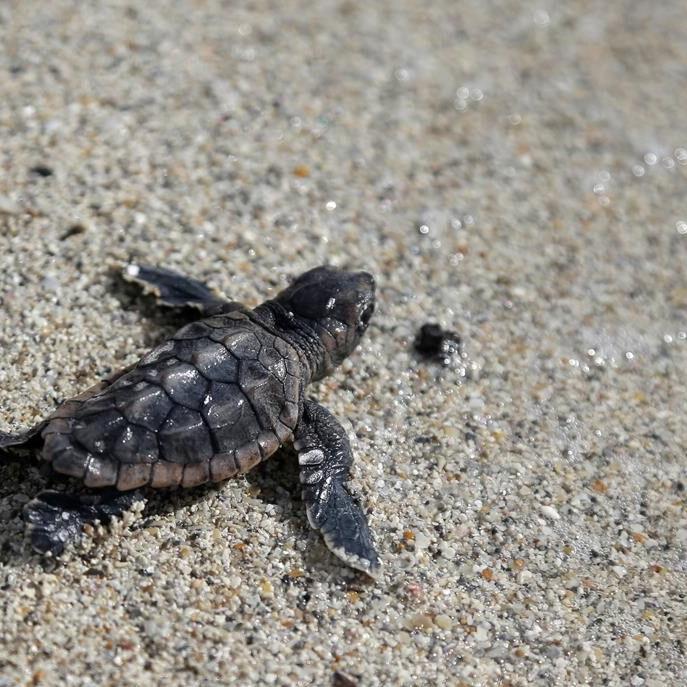 Florida's balloon ban will protect sea turtles, birds and other marine life